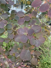 Cotinus