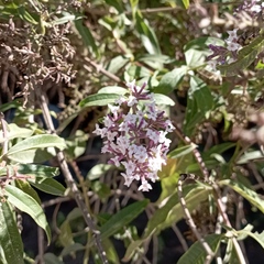 Aloysia citrodora