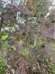 Cotinus