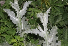 Onopordum acanthium