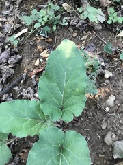 Arctium minus
