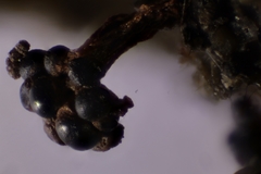 Metatrichia vesparium