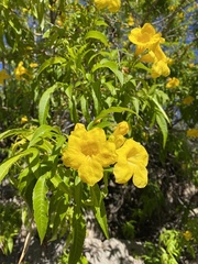 Tecoma stans