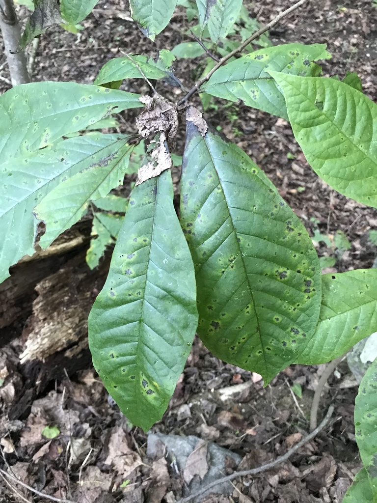 common pawpaw from Bluemont, VA, US on October 10, 2022 at 05:23 PM by ...