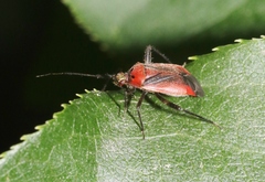 Lopidea instabilis