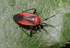 Lopidea instabilis
