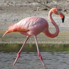 Phoenicopterus ruber
