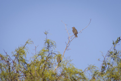 Saltator coerulescens