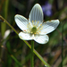 Fen Grass of Parnassus - Photo (c) aarongunnar, some rights reserved (CC BY), uploaded by aarongunnar