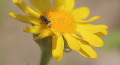 Liphanthus sabulosus