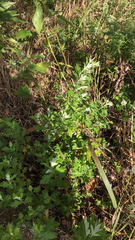 Artemisia douglasiana