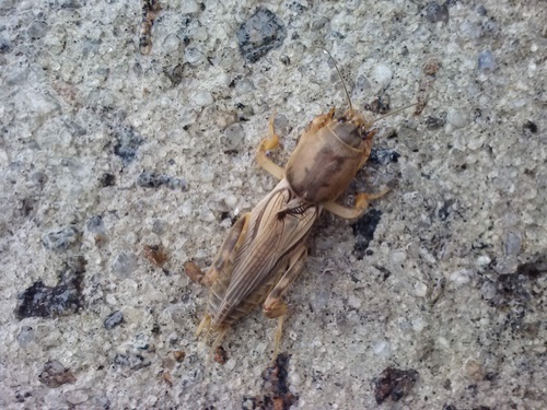 Tawny Mole Cricket photo 6