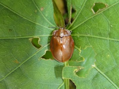 Chelymorpha cribraria