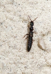 Xantholinus