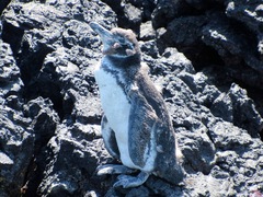 Spheniscus mendiculus