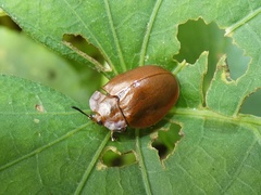 Chelymorpha cribraria