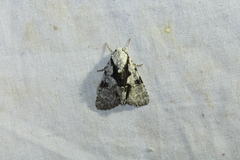 Acronicta funeralis