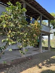 Bauhinia petersiana macrantha