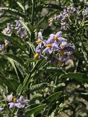 Solanum crispum