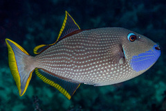 Xanthichthys auromarginatus