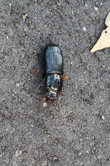 Odontotaenius
