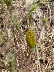 Julodis ehrenbergii
