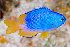 Pomacentrus coelestis
