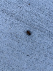 Aculeata