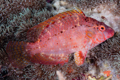 Pteragogus flagellifer