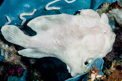 Antennarius commerson