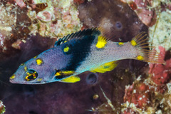 Bodianus mesothorax