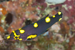 Bodianus mesothorax
