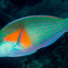 Bowers' Parrotfish - Photo (c) François Libert, some rights reserved (CC BY-NC-SA), uploaded by François Libert