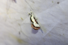 Eudryas unio