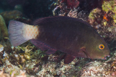 Chlorurus bleekeri