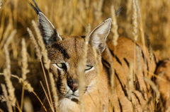 Caracal caracal caracal