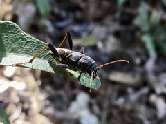 Neoclytus scutellaris