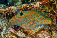 Canthigaster papua