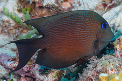 Ctenochaetus binotatus