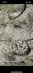 Crotalus cerastes