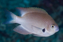 Pomacentrus alexanderae