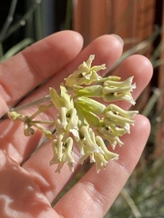 Asclepias subulata