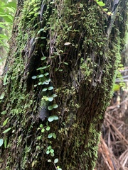 Metrosideros fulgens