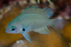 Pomacentrus alexanderae