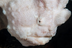 Antennarius commerson