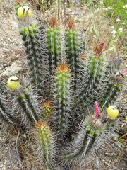 Oreocereus doelzianus