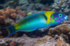 Thalassoma genivittatum