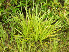 Eriocaulon