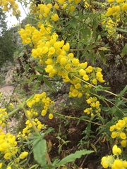 Calceolaria