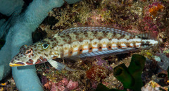 Parapercis clathrata